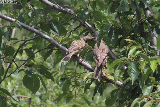 Forêt de Fontainebleau